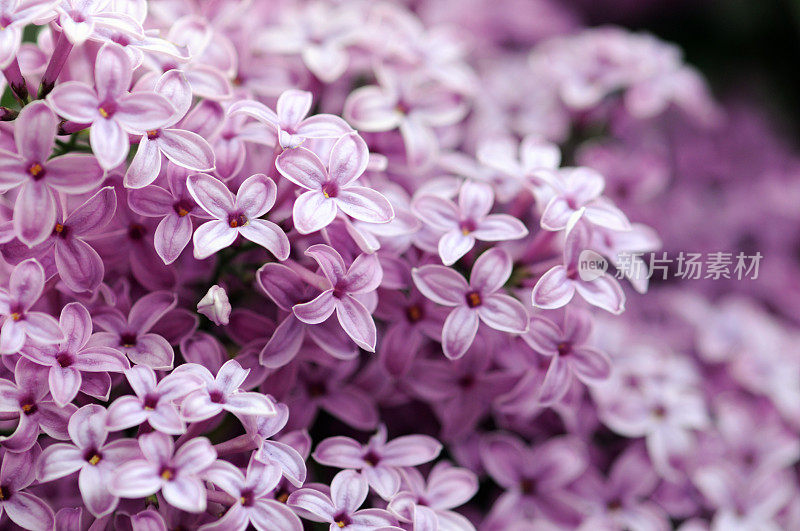 紫色的丁香花