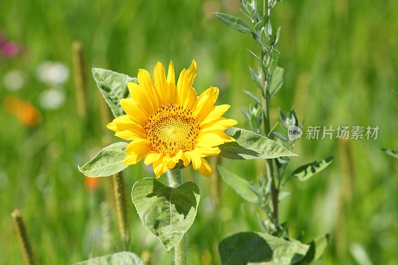 夏季草甸与向日葵向日葵