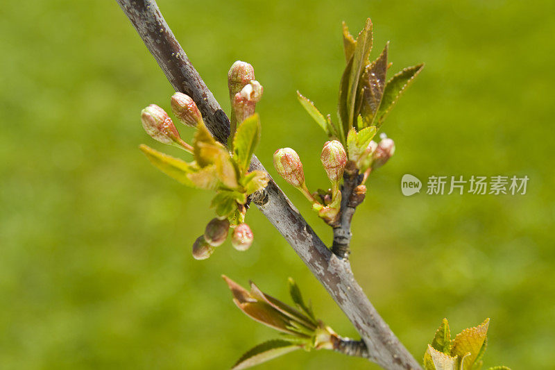 酸樱桃枝