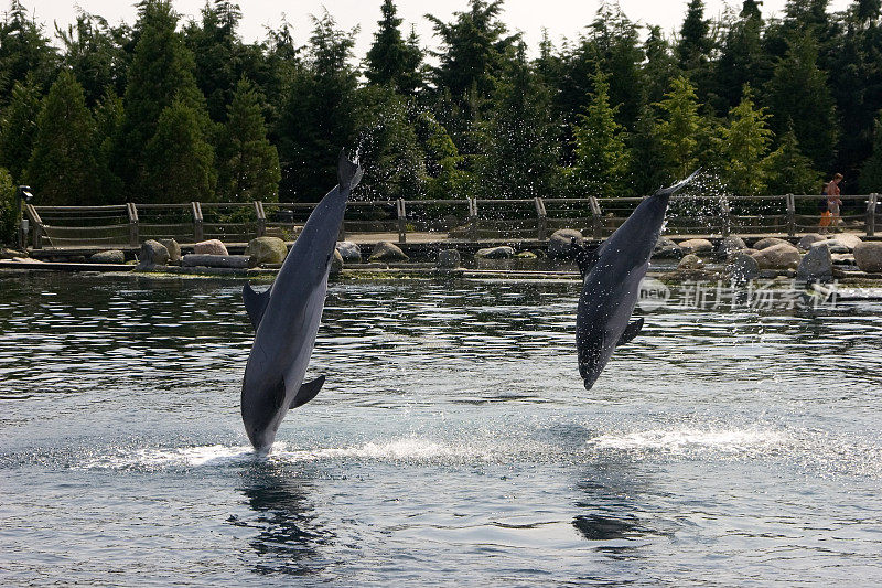 海豚跳