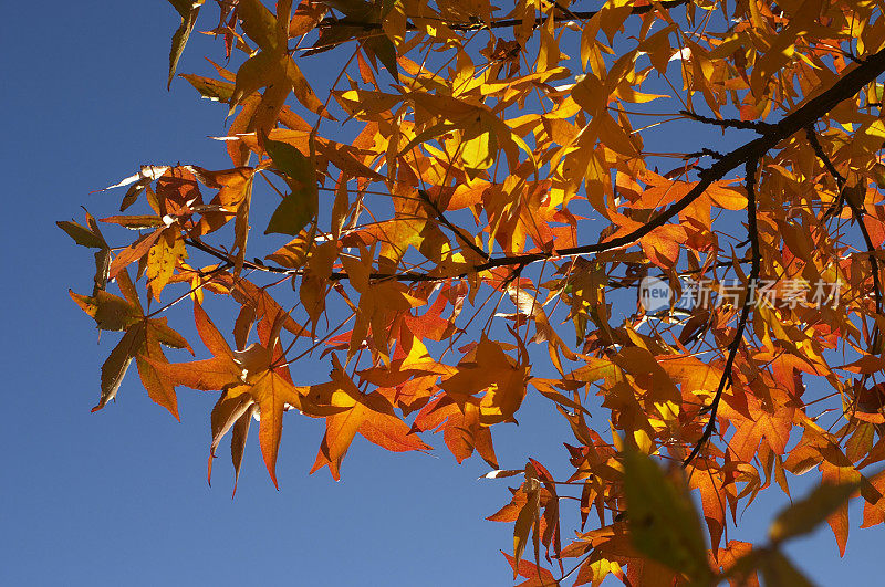 秋天香胶的桔黄色叶子
