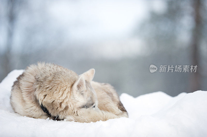 雪橇狗