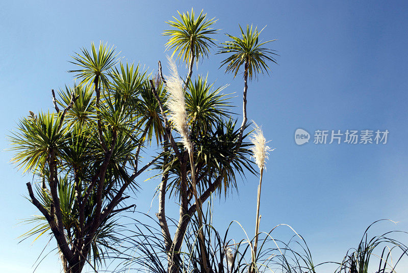 新西兰本土的“Toitoi”或“Toetoe”和卷心菜树