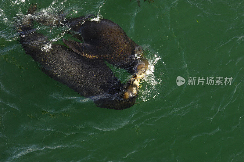 野生海狮一起游泳