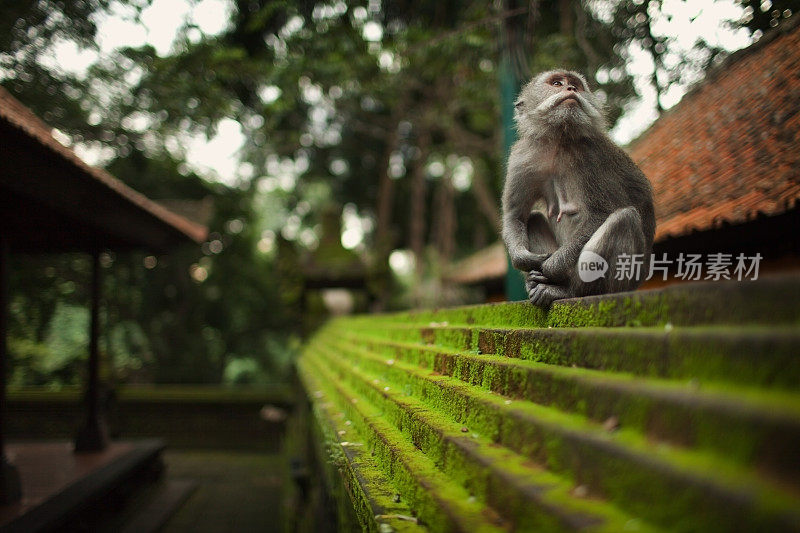 坐在屋顶上的猴子