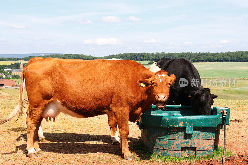 牛在食槽喝水