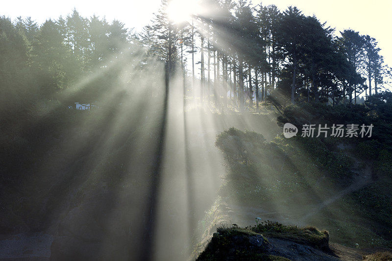 森林里的阳光