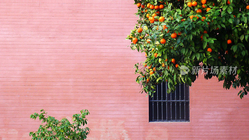 橙树塞维利亚