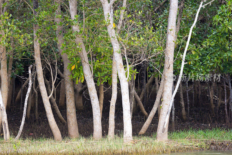 南非夸祖鲁-纳塔尔省的iSimangaliso湿地公园