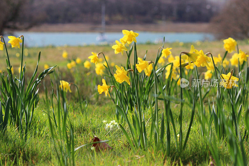 一簇簇黄色的水仙花在河边春天的草地上