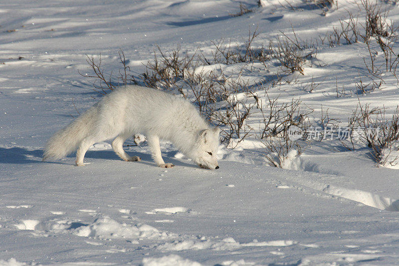 哈德逊湾附近冰雪覆盖的苔原上的北极狐