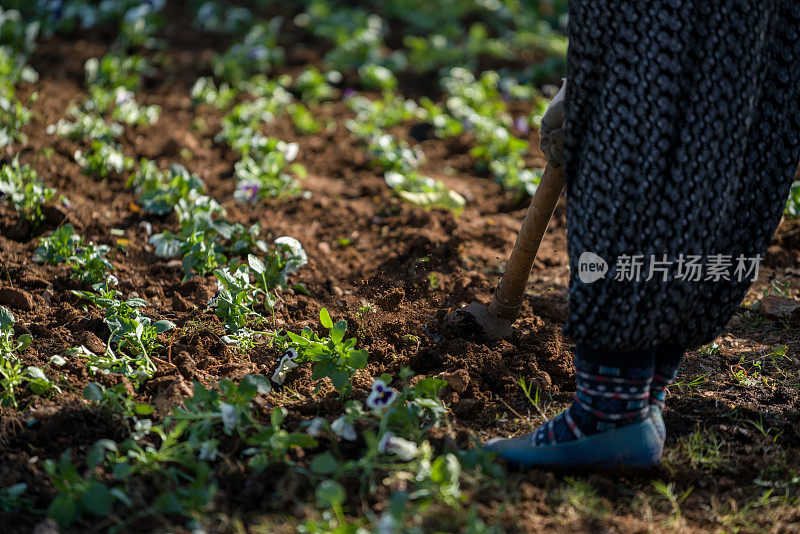 园丁在后院动手种花