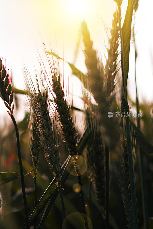 清晨的小麦