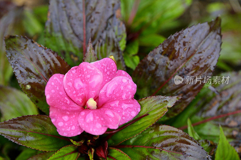 凤仙花(忙丽萃)特写