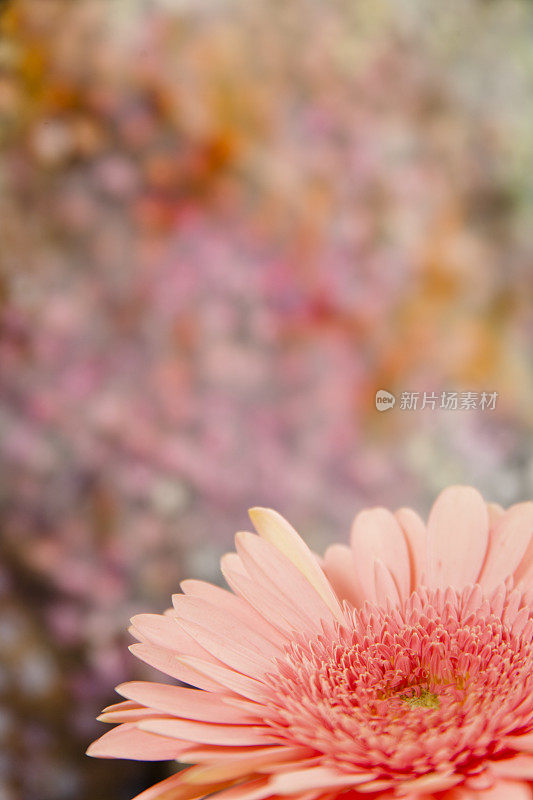 粉红色的雏菊、菊花点缀着五彩缤纷的春天背景。