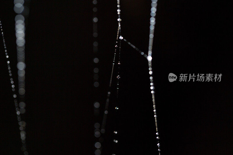 蜘蛛网与信号转导