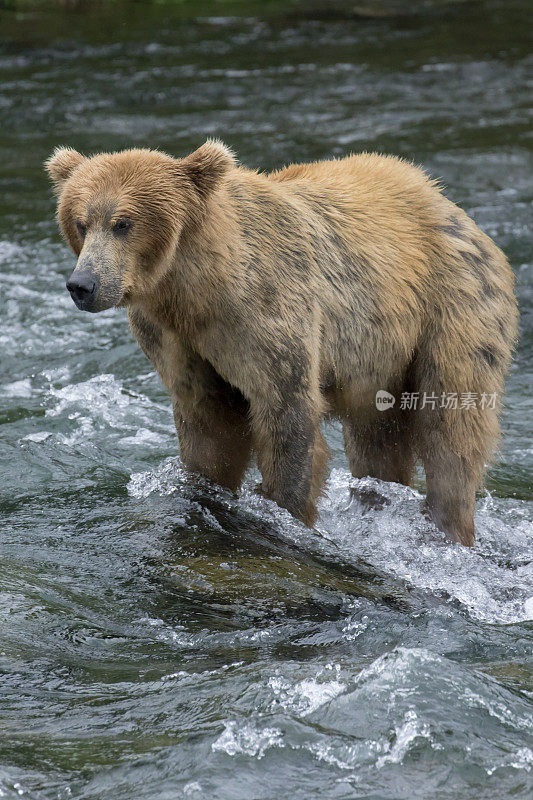 美国棕熊(灰熊)站在河里寻找鲑鱼。