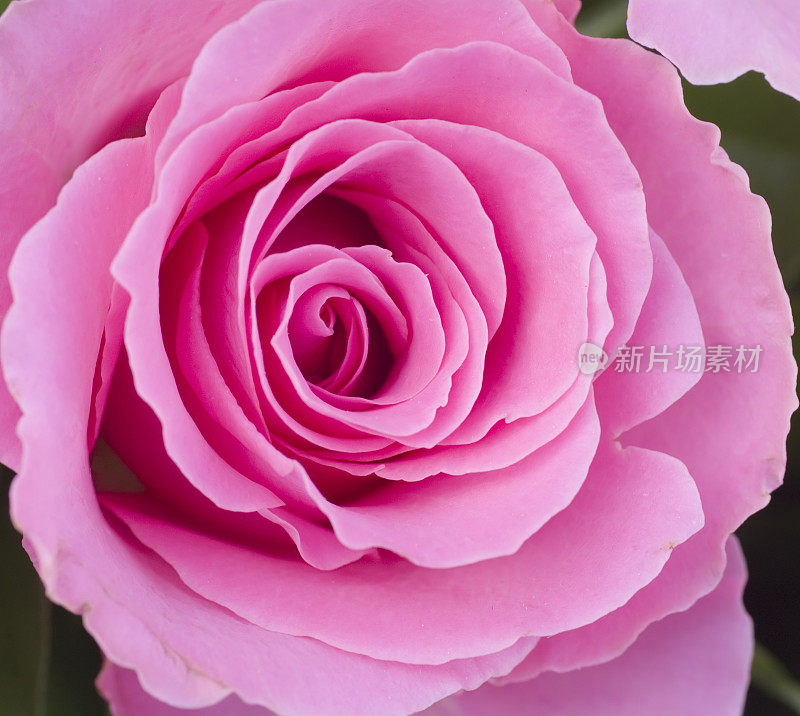 粉色花园玫瑰(细节)
