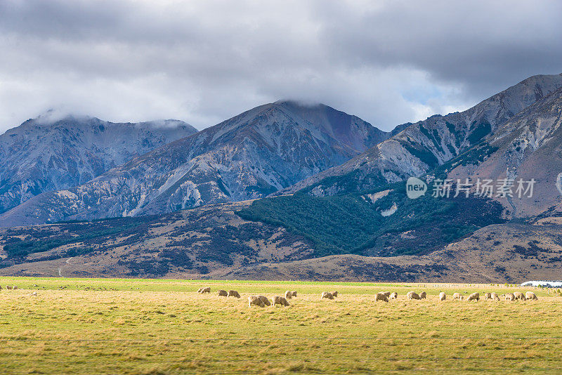 新西兰绵羊农场和山区背景。