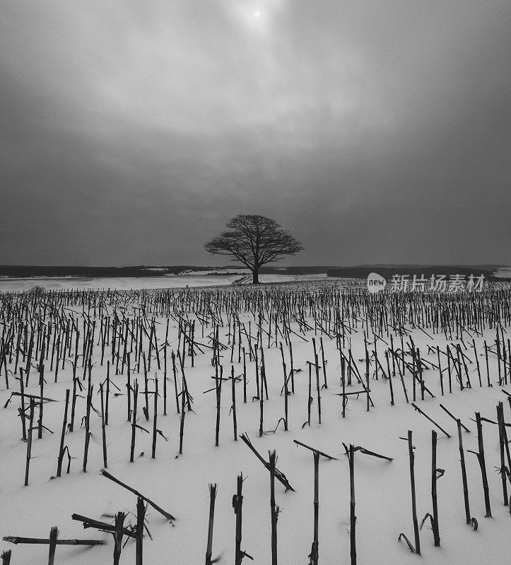 雪月