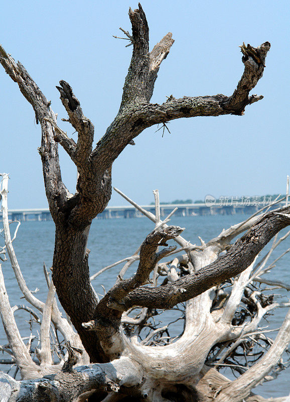 浮木海滩上扭曲的树