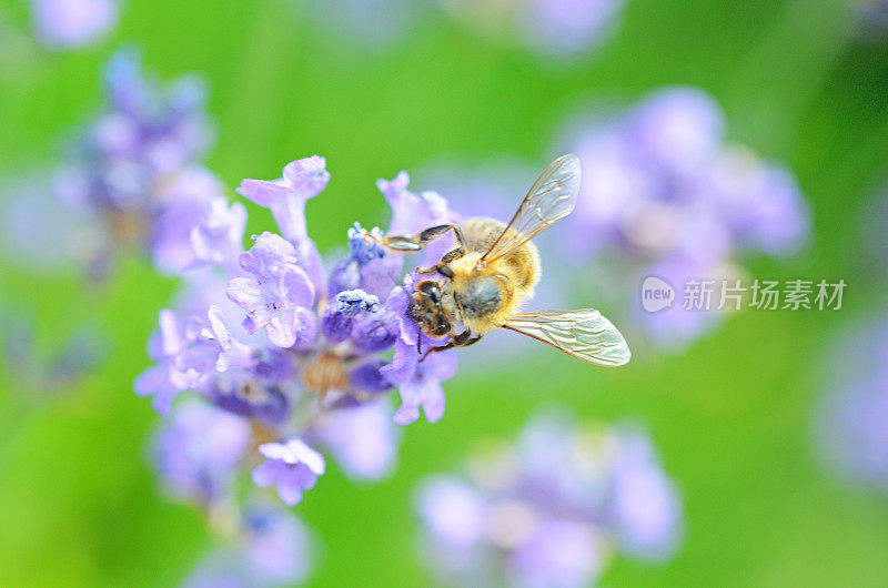 蜜蜂在薰衣草花上