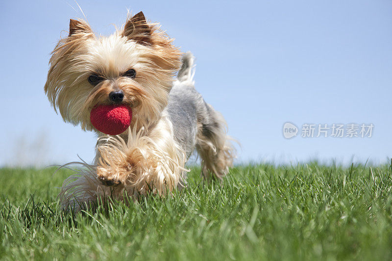 约克郡犬在玩球