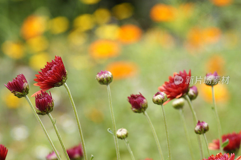 红米迦勒节雏菊