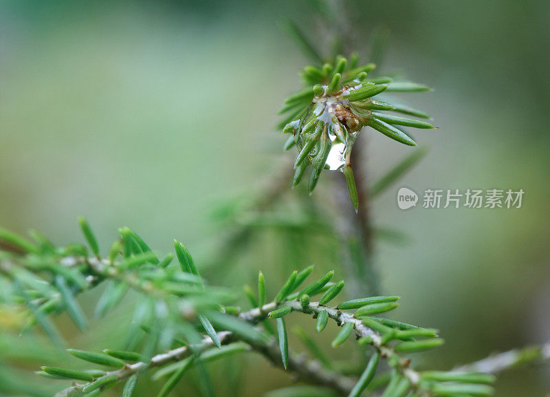 针上的雨滴特写