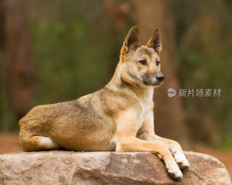 澳洲野狗