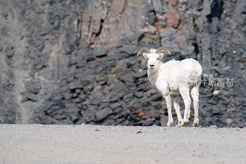 北坡上的阿拉斯加幼Dall绵羊