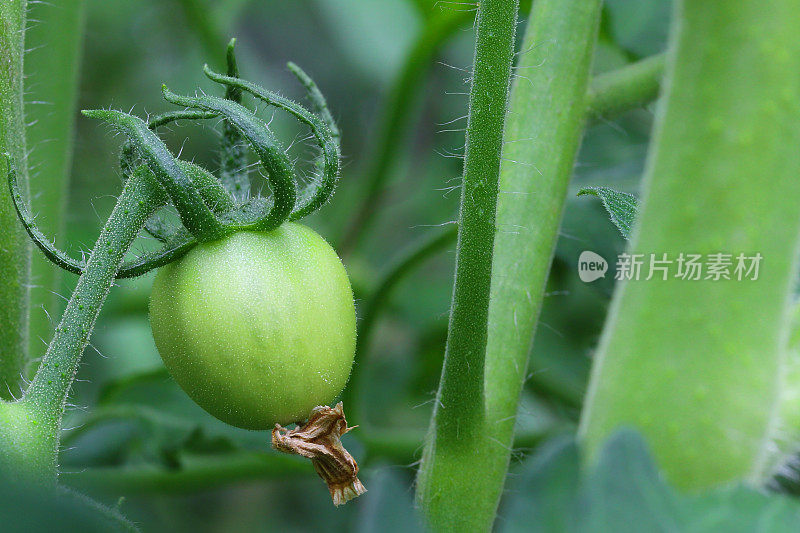 植株上的青番茄