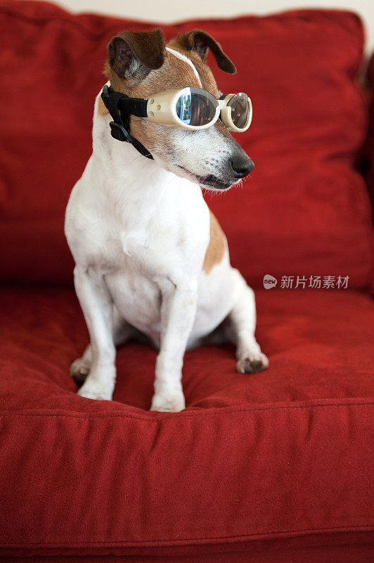一只戴着护目镜的狗趴在红色沙发上望着窗外
