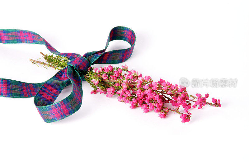 粉红色的苏格兰石南花与格子蝴蝶结