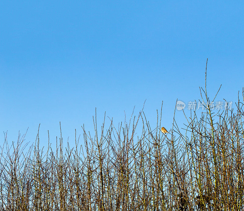 年轻的黄冠鸟坐在冬天光秃秃的树篱上