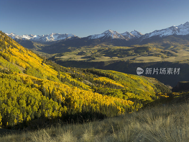 落基山脉的秋色白杨树