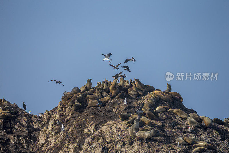 加州海狮和鸟类在岩石上