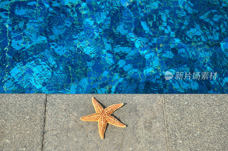 游泳池边的海星
