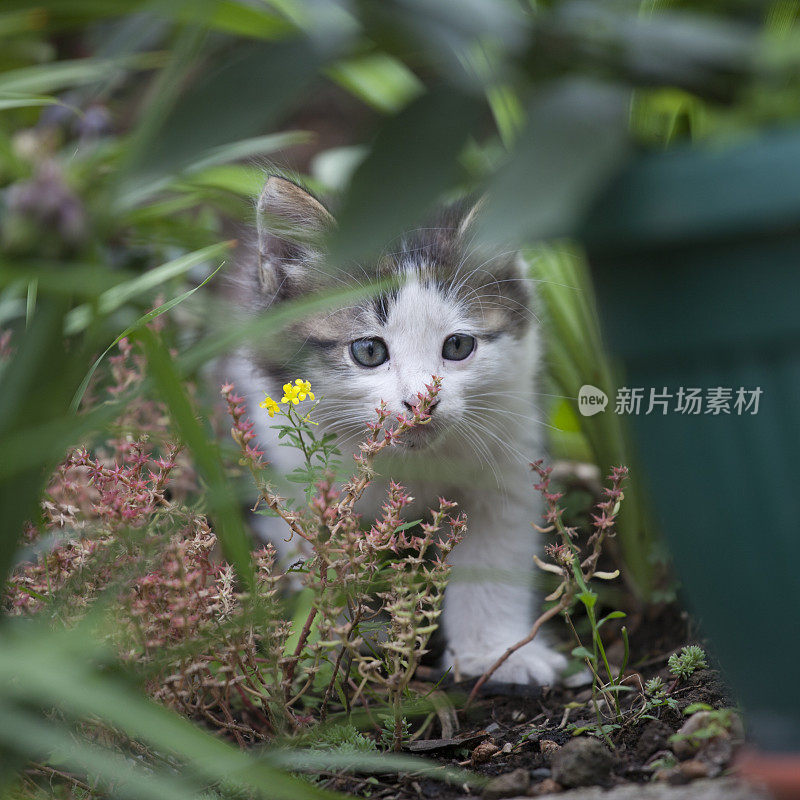 小的猫溜