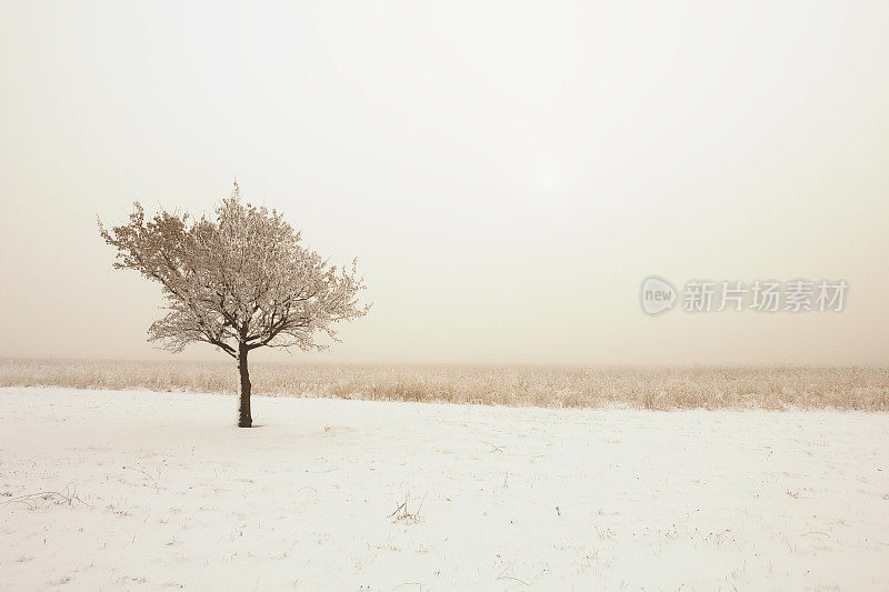 孤树与冬雾