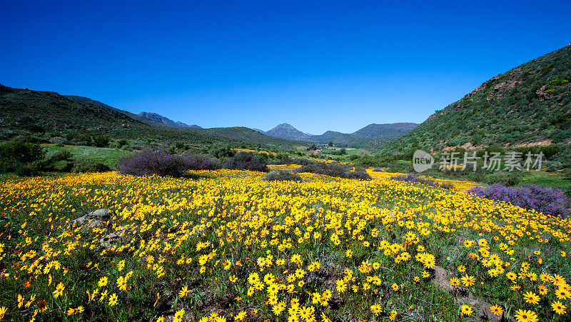 南非的野花地毯