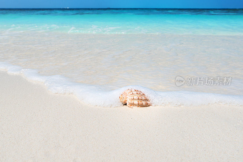 海螺壳在阳光沙滩在海浪