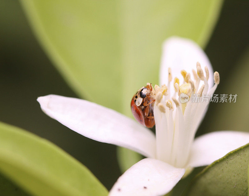 瓢虫在橙花上