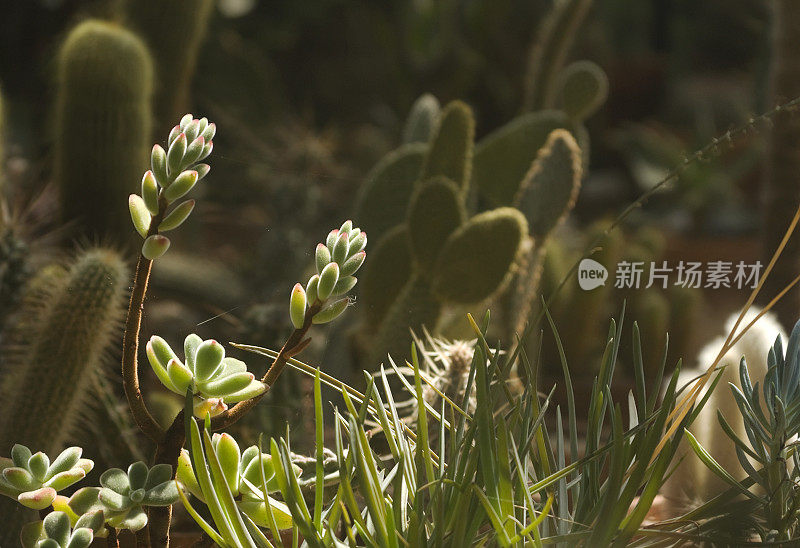 植物园