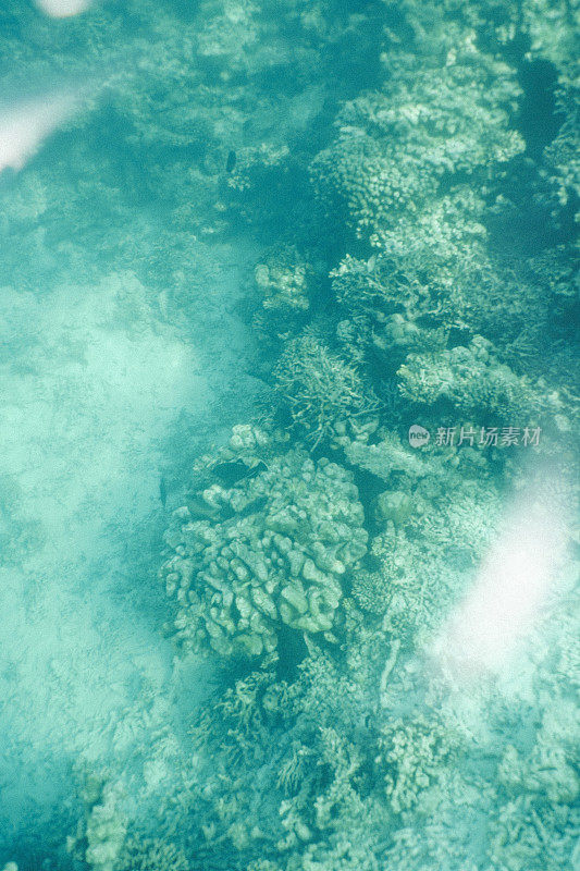海底的珊瑚，马尔代夫