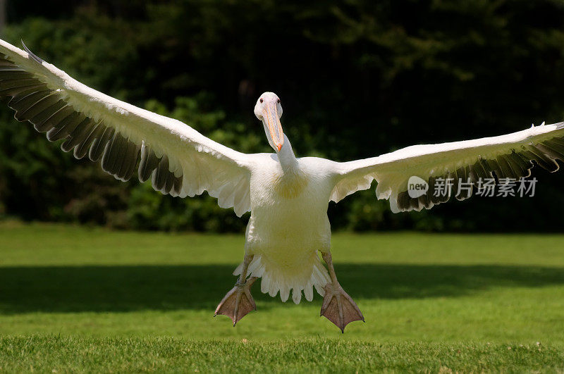 飞行鹈鹕