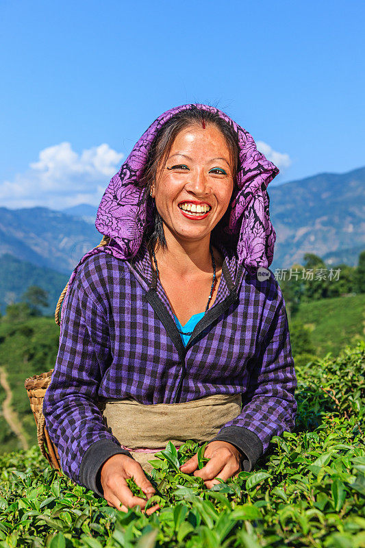 印度大吉岭，印度采摘者在采摘茶叶