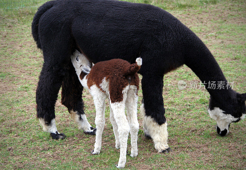 羊驼婴儿护理