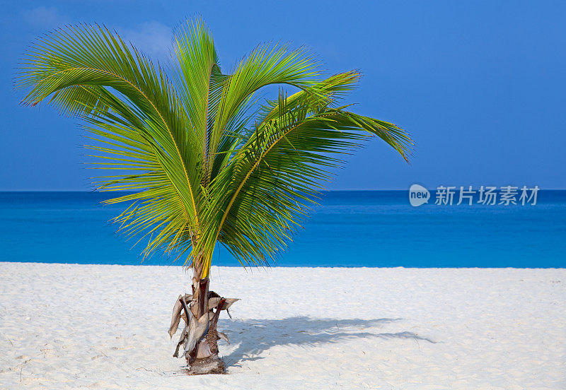 加勒比海滩，棕榈树，白色的沙子和绿松石的海