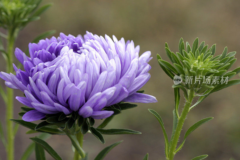 紫花植物野外特写